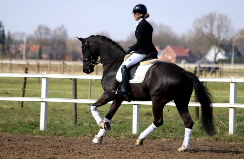 internationale paardenfokkerij