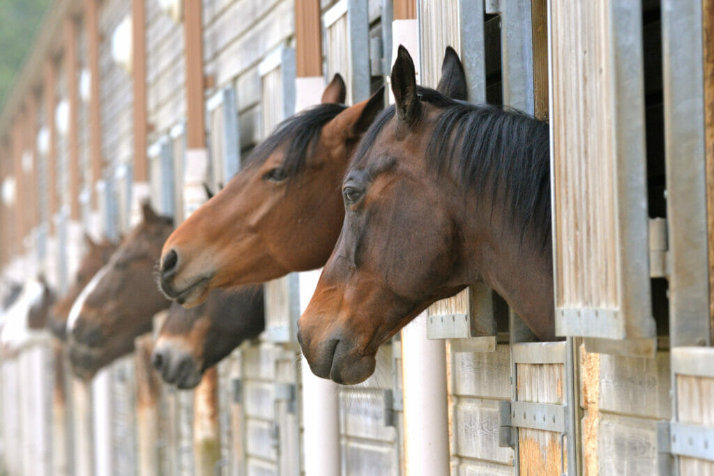 horse bbg